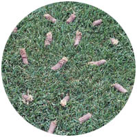 Jordan turfgrass aeration and seeding
