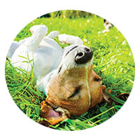 Jordan flea and tick control