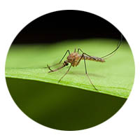 Jordan mosquito control