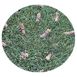 Jordan spring touch aeration and seeding