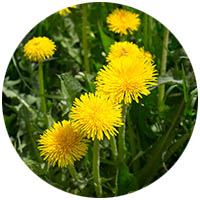 Jordan grass weed control